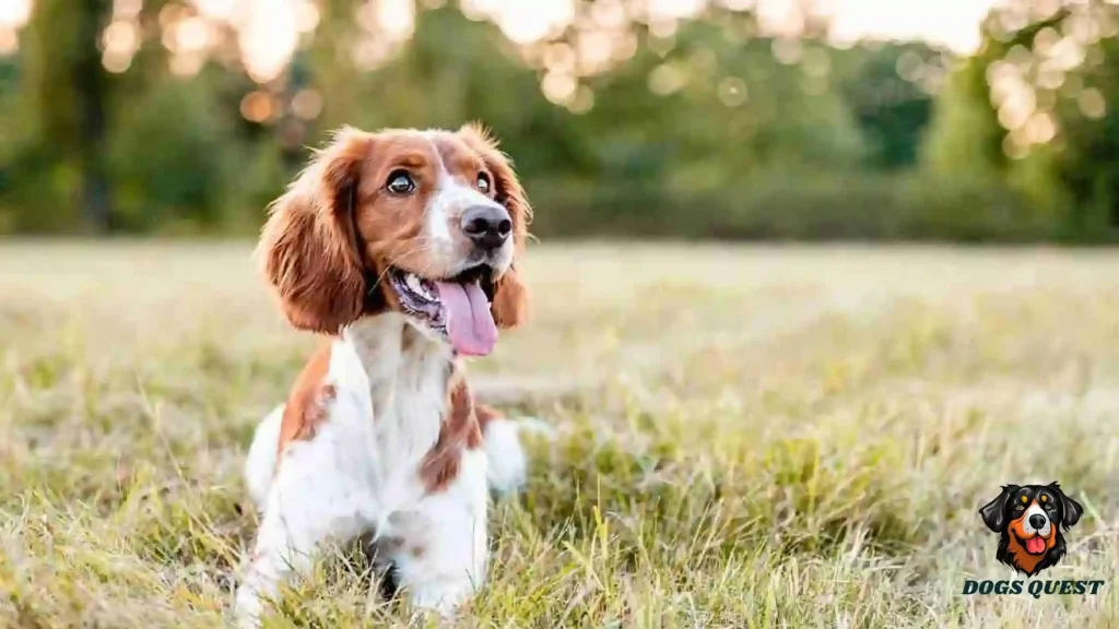 Best Protein for Dogs