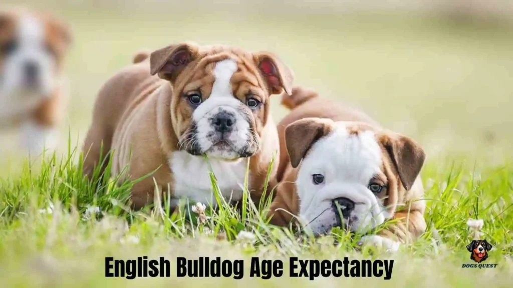 English Bulldog Age Expectancy