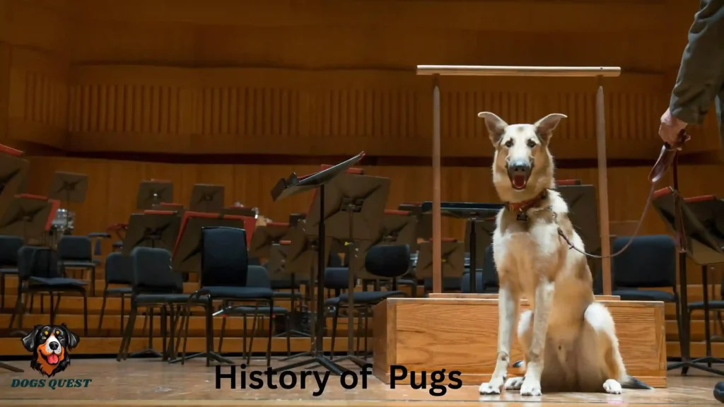The Fascinating History of Pugs