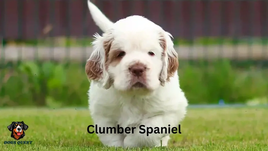 Types of Spaniel Dogs