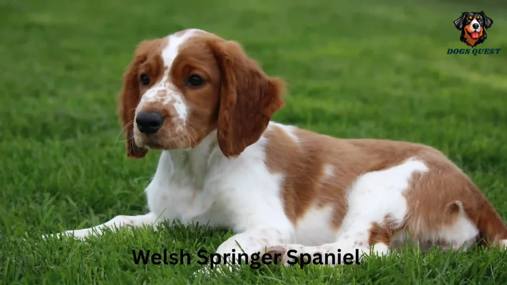 Types of Spaniel Dogs