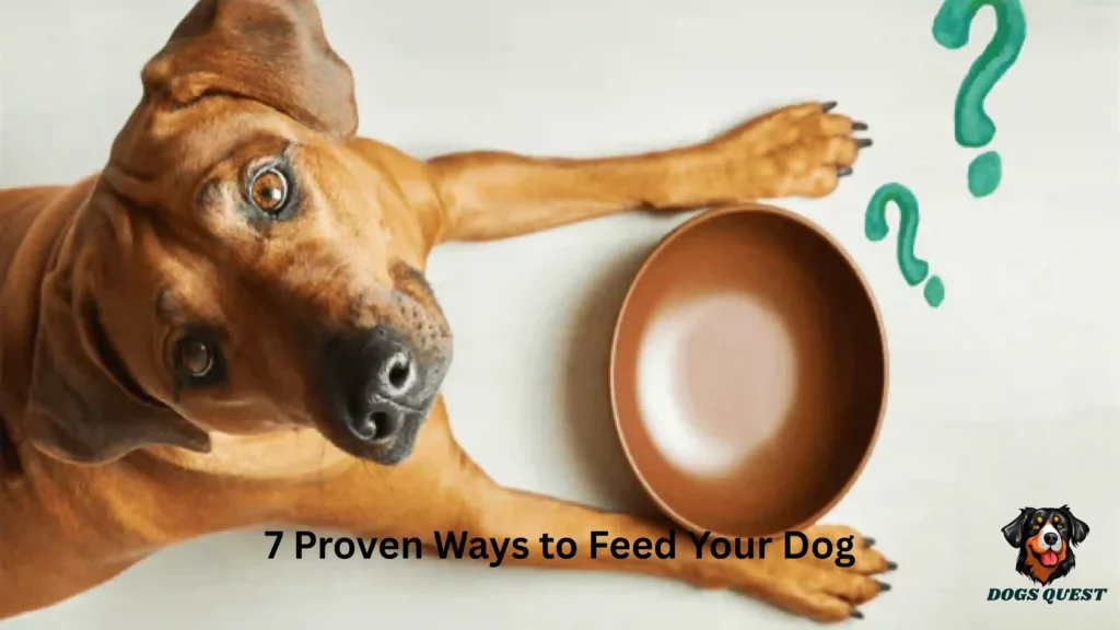 7 Proven Ways to Feed Your Dog