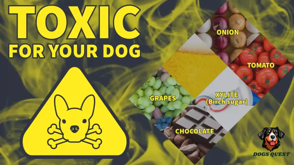 What Foods Are Toxic to Dogs