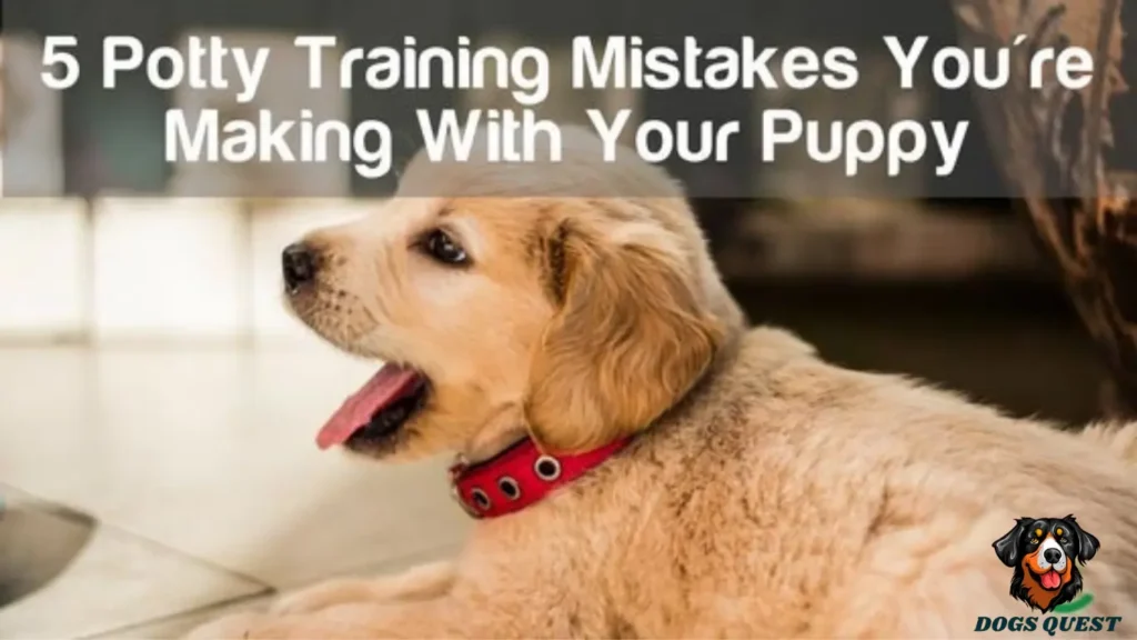 Potty Train a Puppy