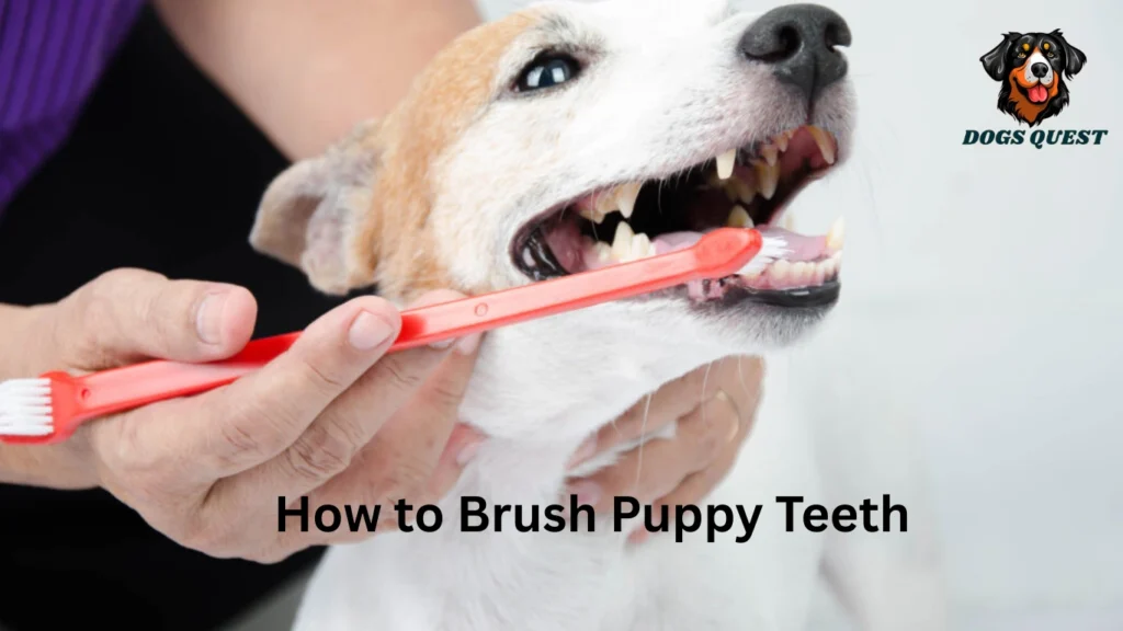 How to Brush Puppy Teeth