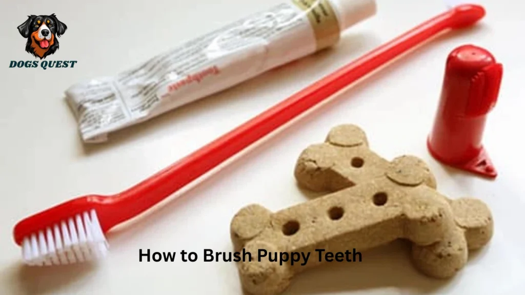 How to Brush Puppy Teeth