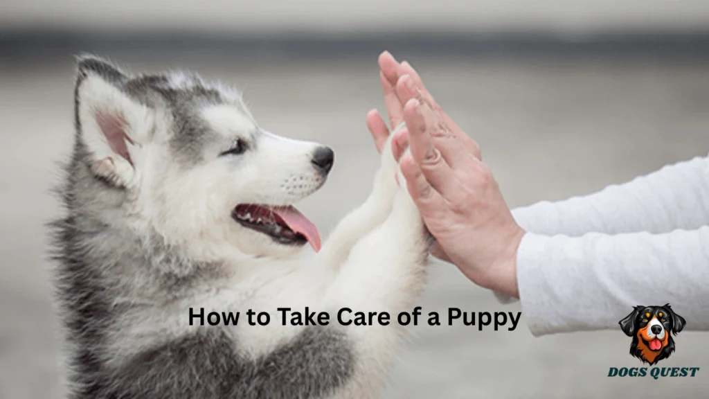 How to Take Care of a Puppy
