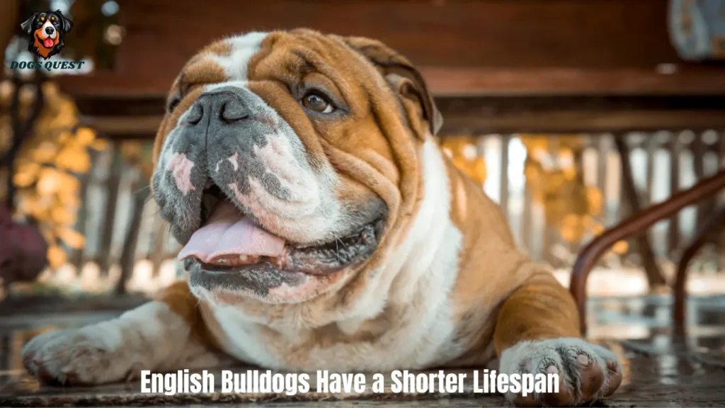 English Bulldog Age Expectancy