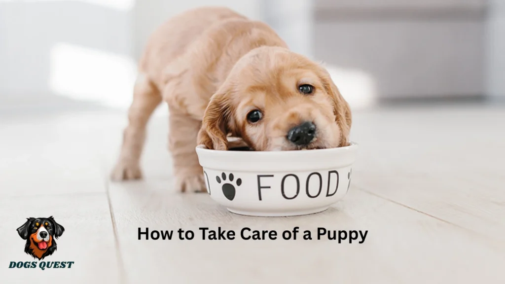 How to Take Care of a Puppy