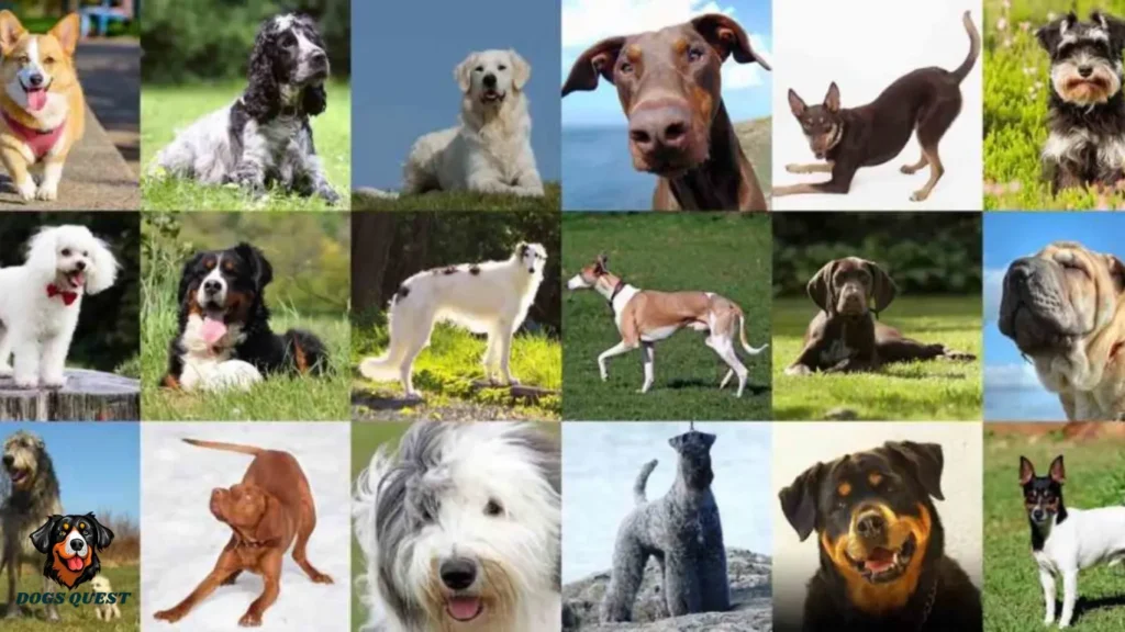 Puppy Breeds Australia