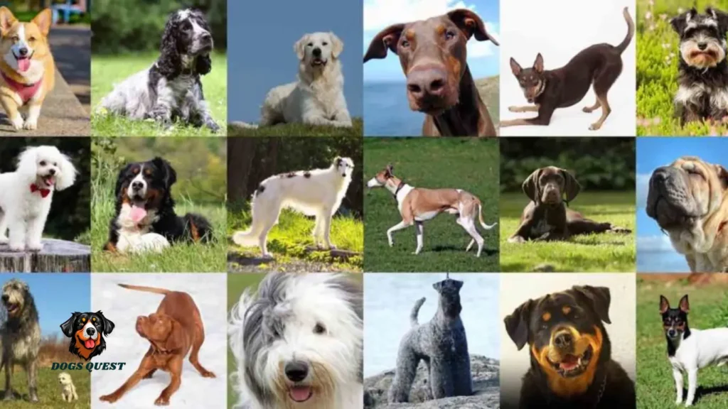 Most Popular Puppy Breeds in Australia