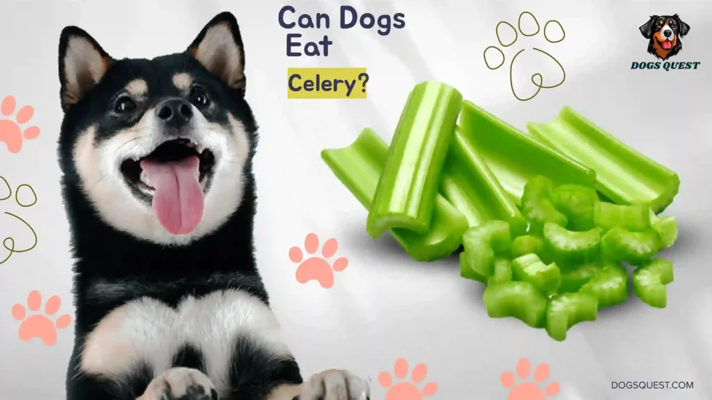 Can Dogs Eat Celery?