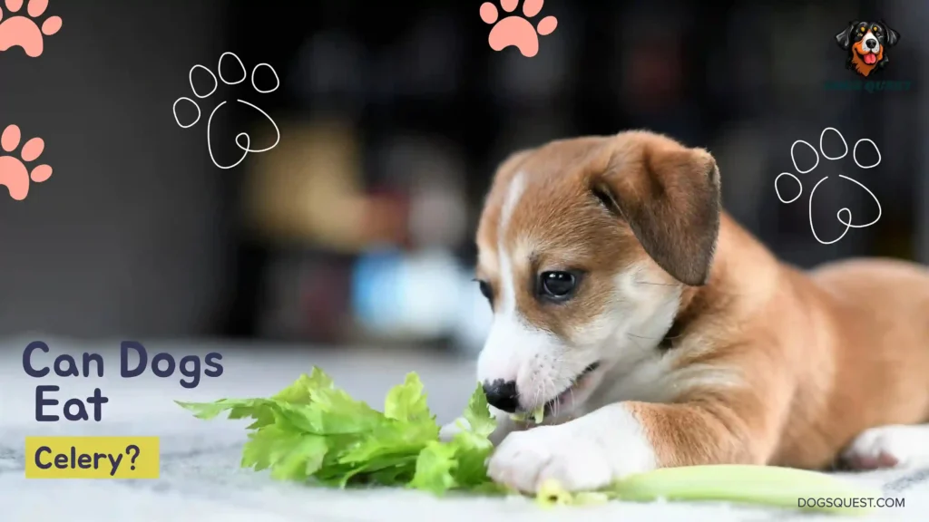 Can Dogs Eat Celery?