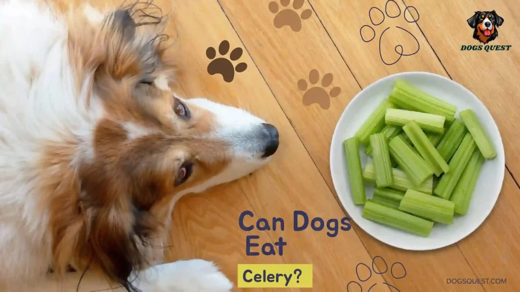 Can Dogs Eat Celery?