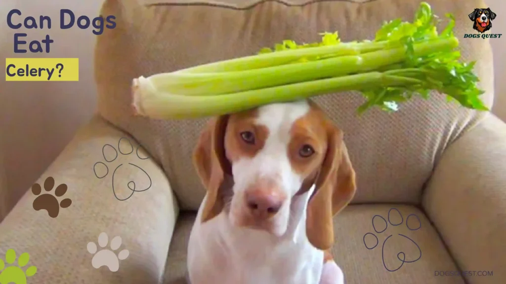 Can Dogs Eat Celery?