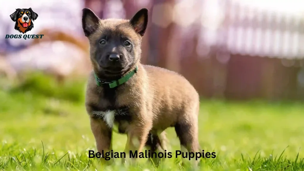 Belgian Malinois Puppies