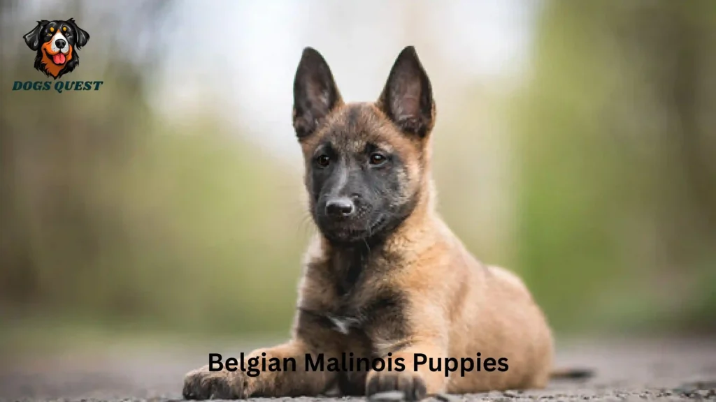 Belgian Malinois Puppies