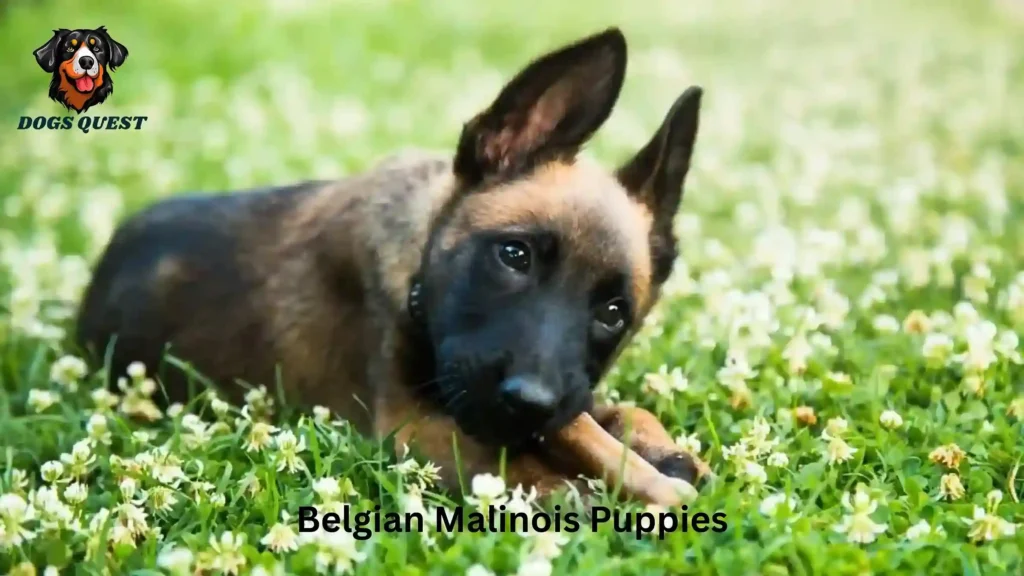 Belgian Malinois Puppies