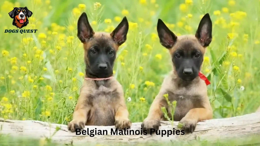 Belgian Malinois Puppies