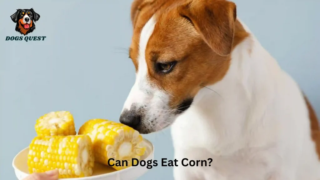Can Dogs Eat Corn?