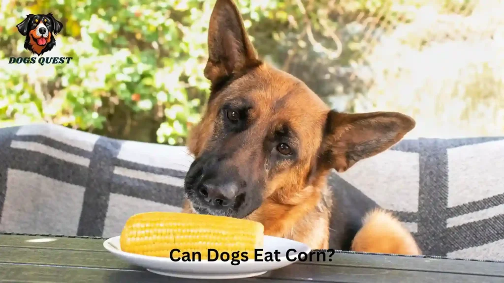 Can Dogs Eat Corn?
