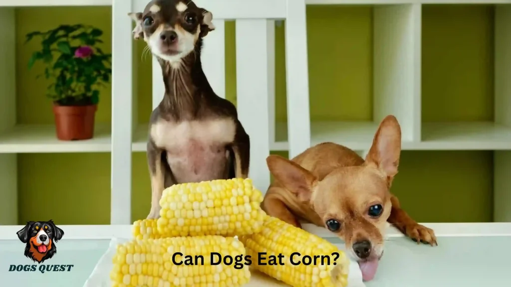 Can Dogs Eat Corn?