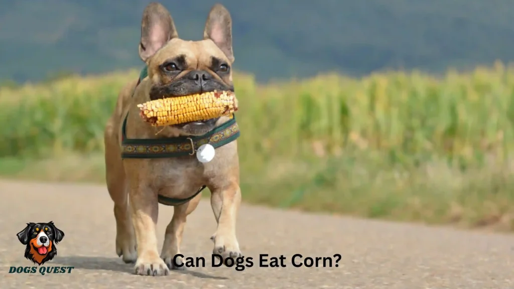 Can Dogs Eat Corn?