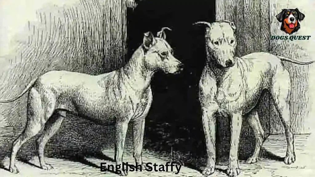 English Staffy