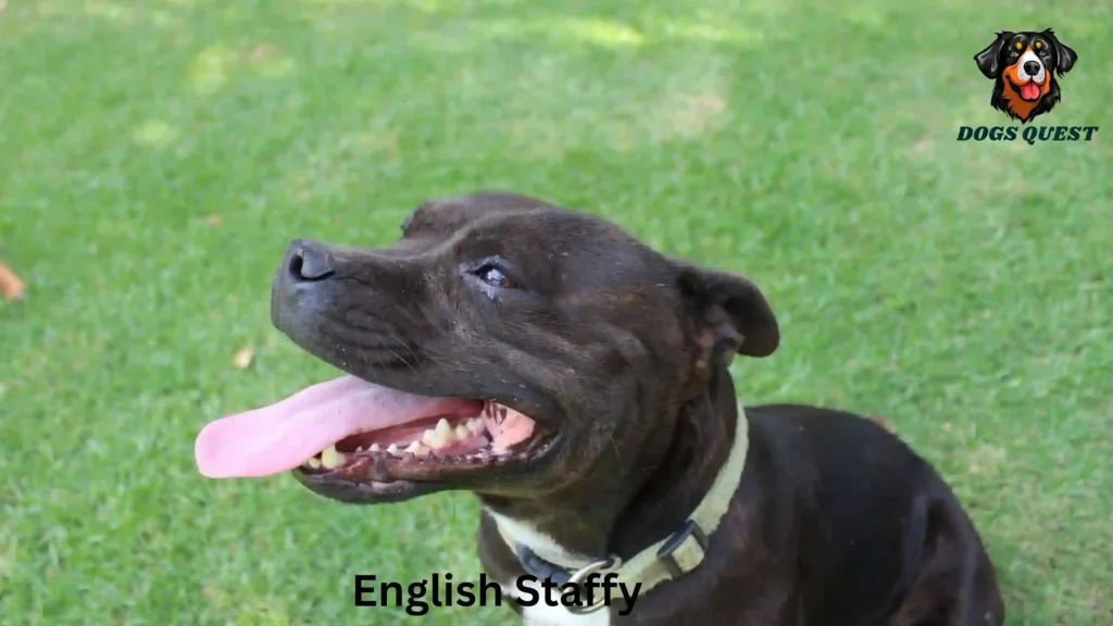 English Staffy