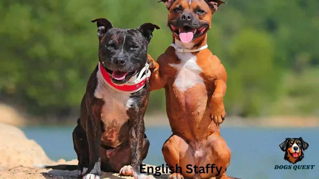 English Staffy 
