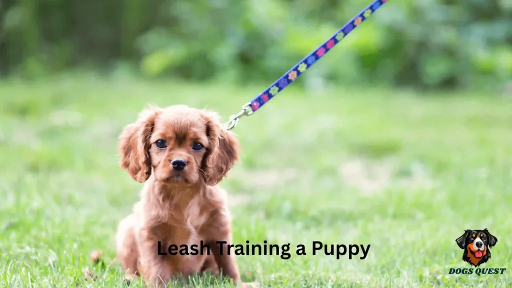 Leash Training a Puppy