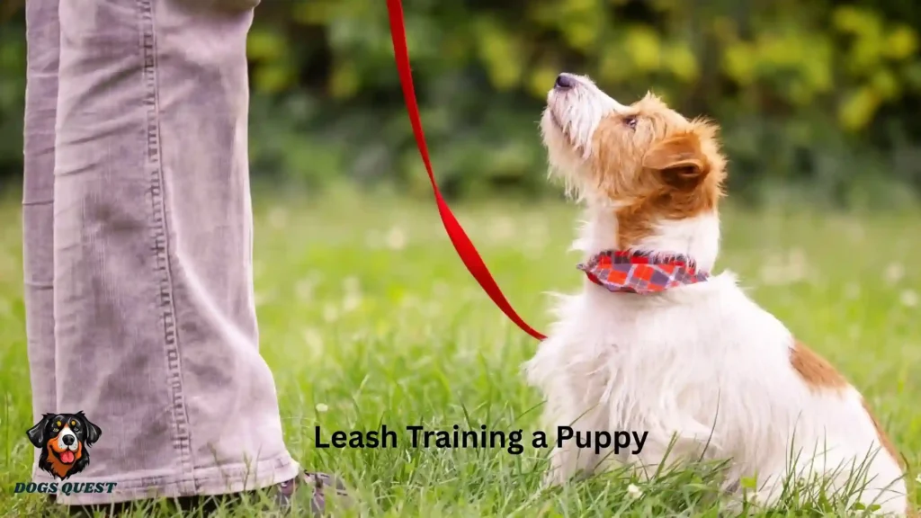 Leash Training a Puppy