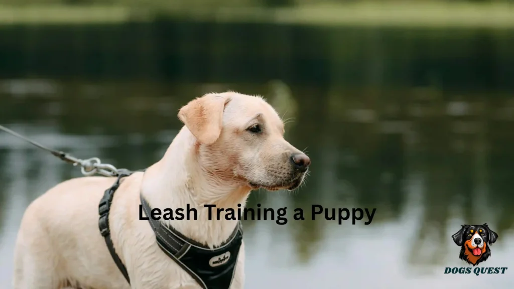 Leash Training a Puppy