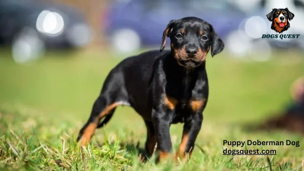 Puppy Doberman Dog