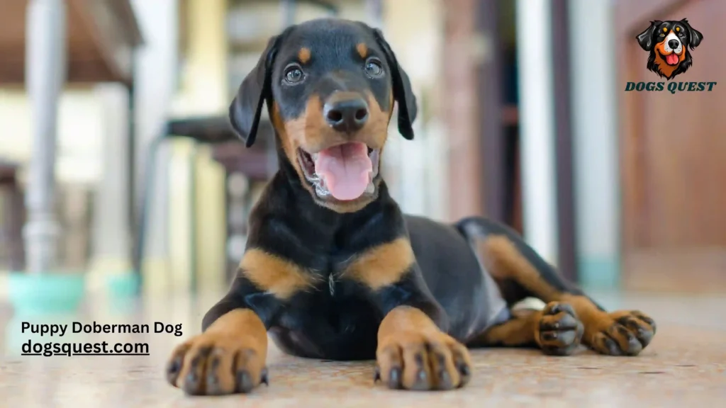 Puppy Doberman Dog