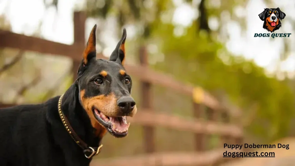 Puppy Doberman Dog