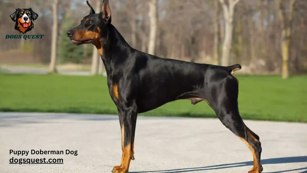 Puppy Doberman Dog