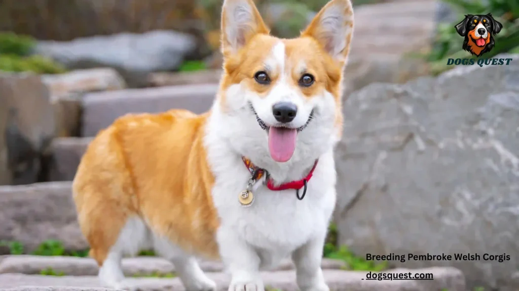 Breeding Pembroke Welsh Corgis