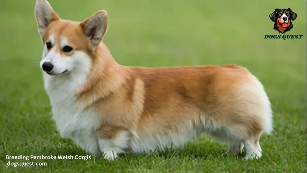 Breeding Pembroke Welsh Corgis