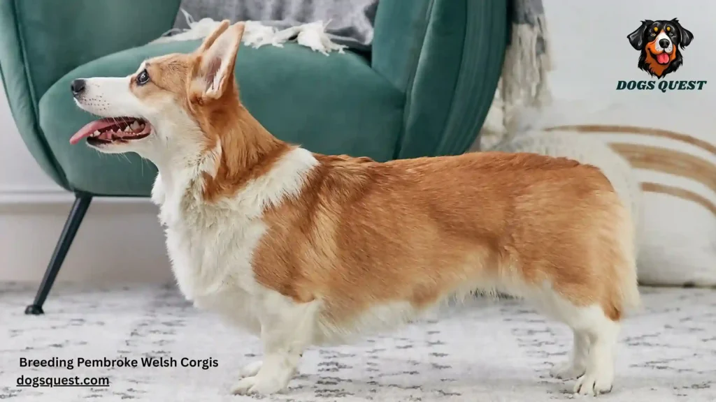 Breeding Pembroke Welsh Corgis