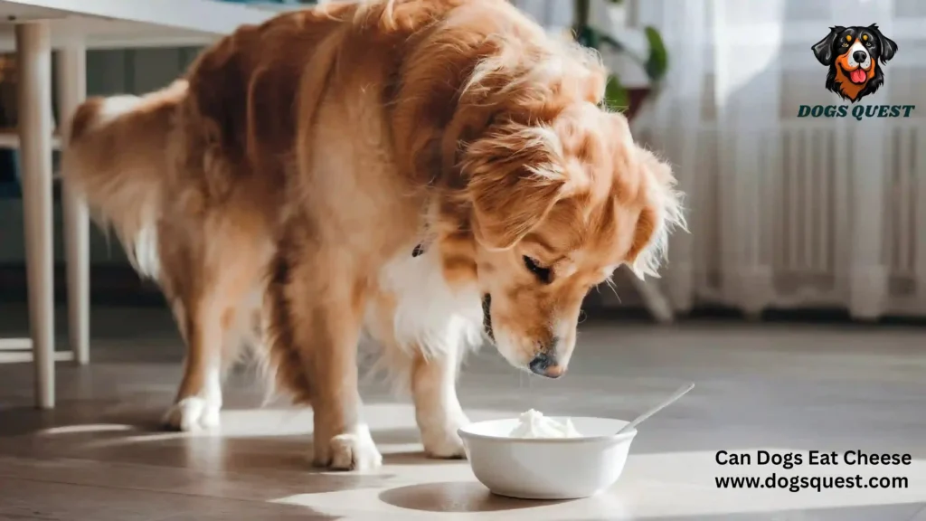 Can Dogs Eat Cheese