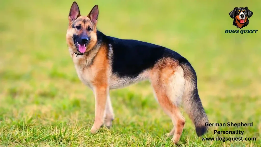German Shepherd Personality