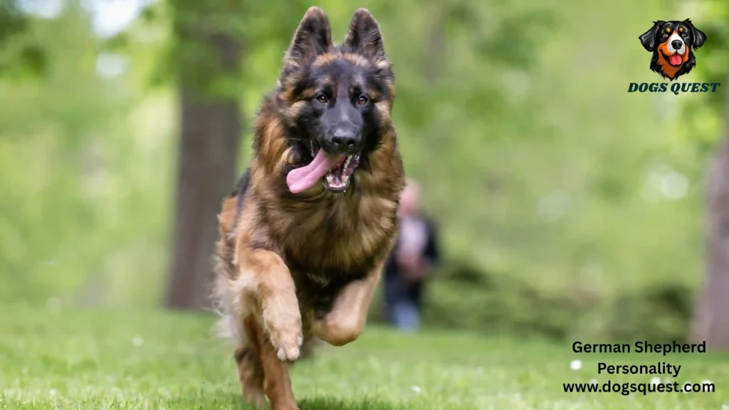 German Shepherd Personality