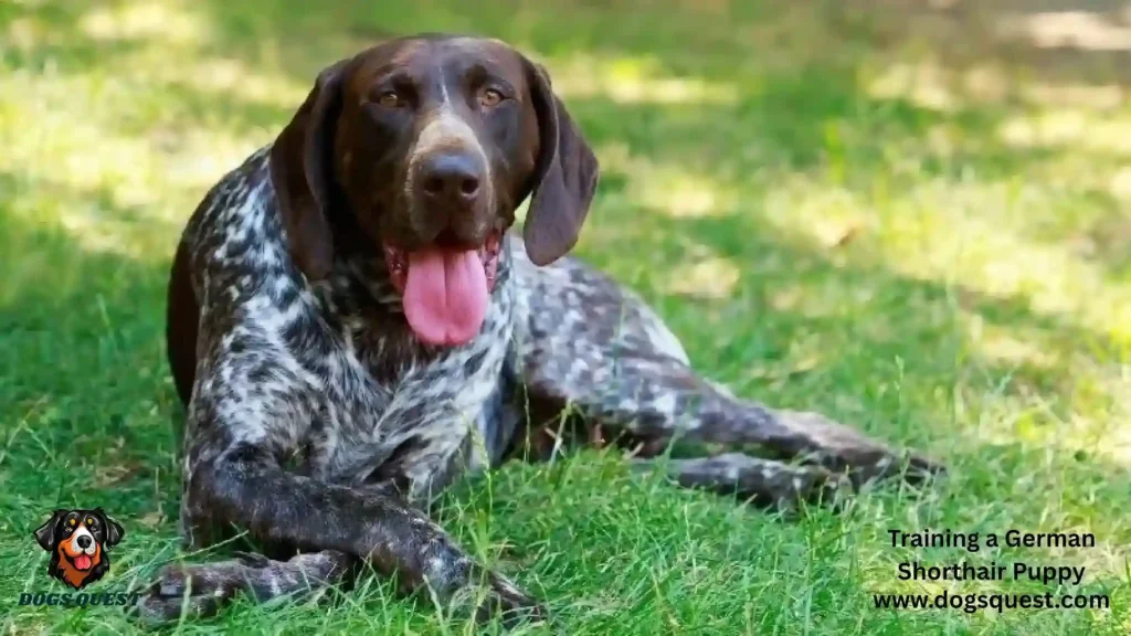 Training a German Shorthair Puppy