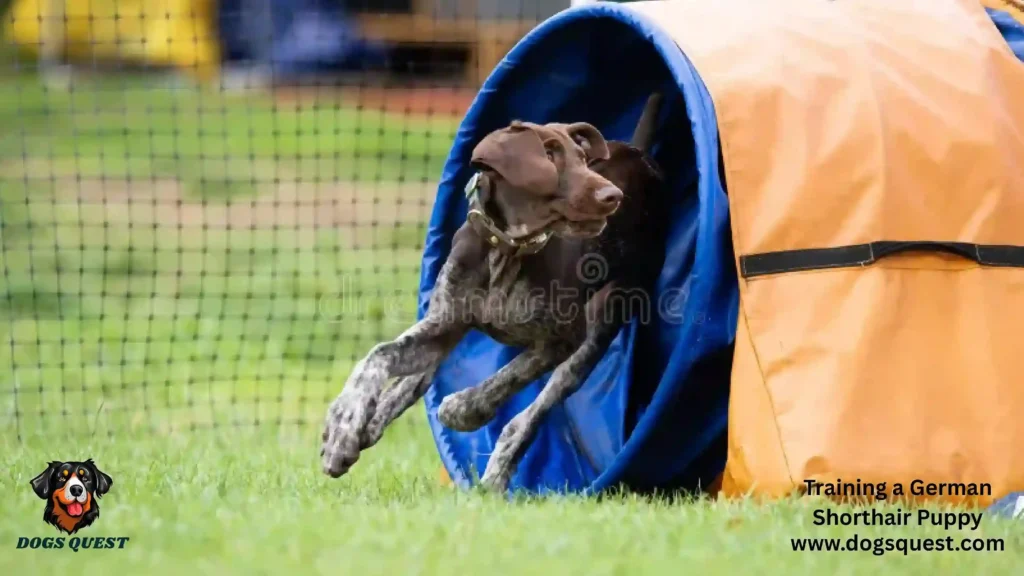 Training a German Shorthair Puppy