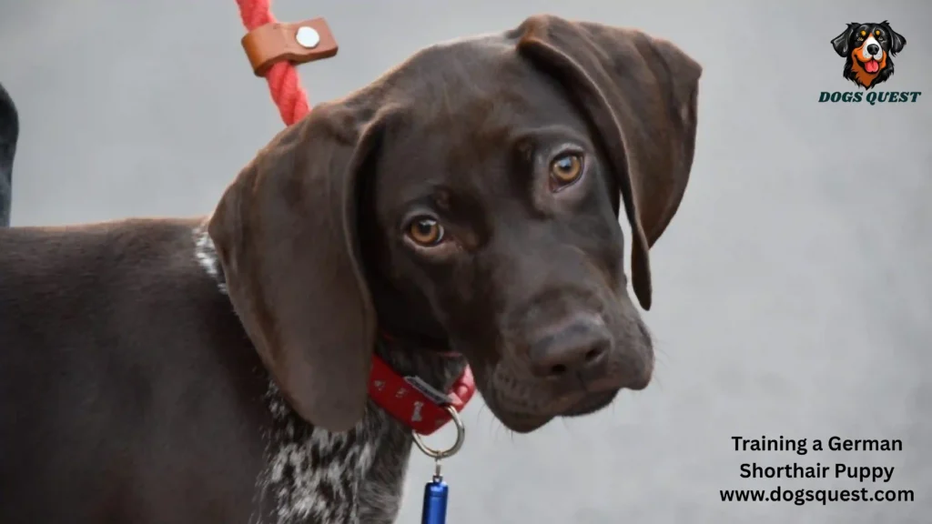 Training a German Shorthair Puppy
