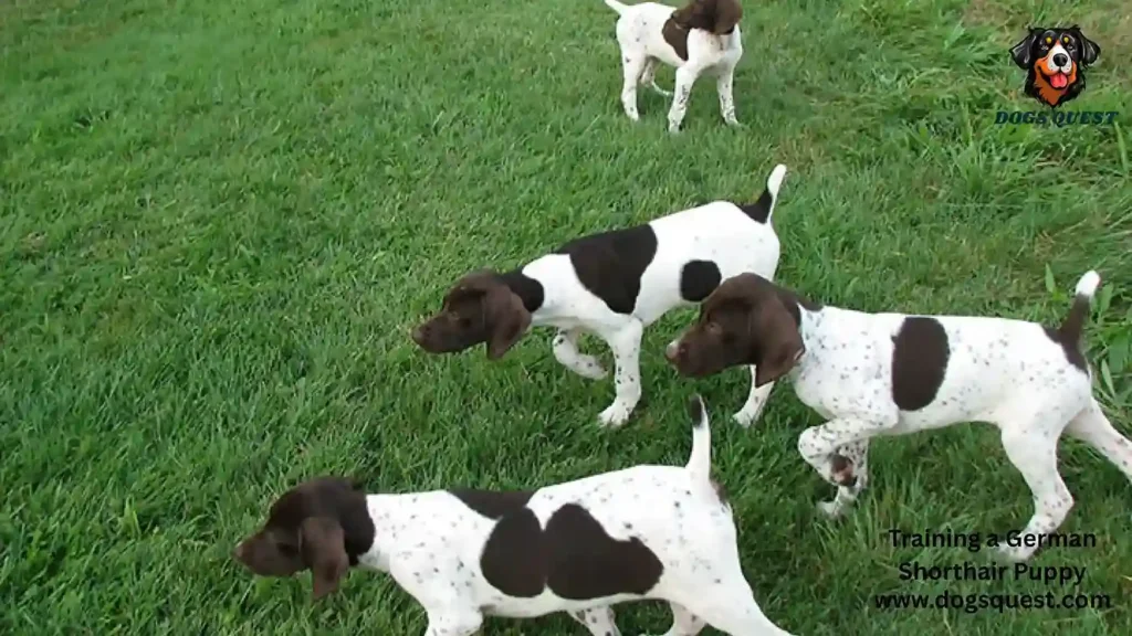 Training a German Shorthair Puppy