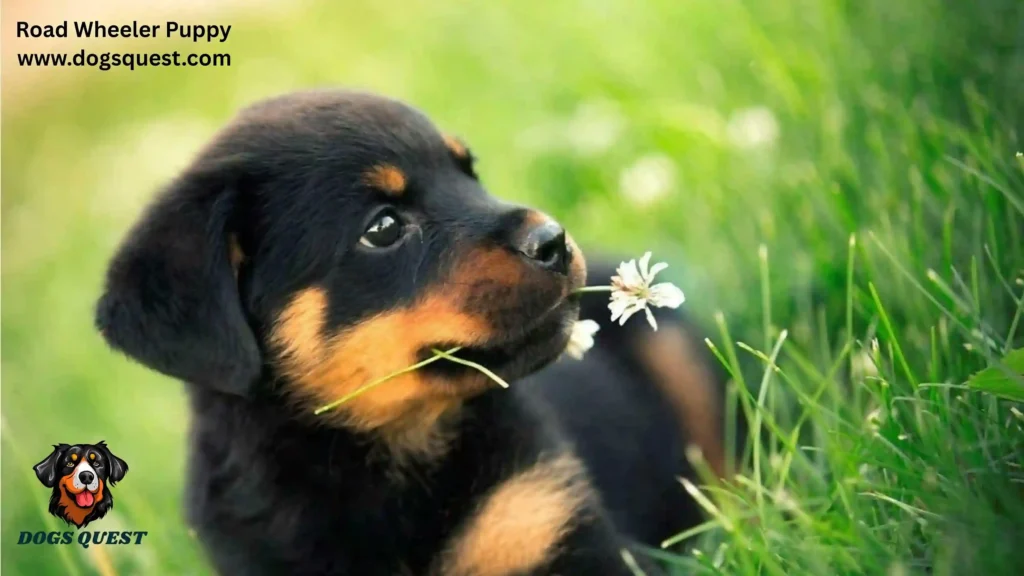 Road Wheeler Puppy
