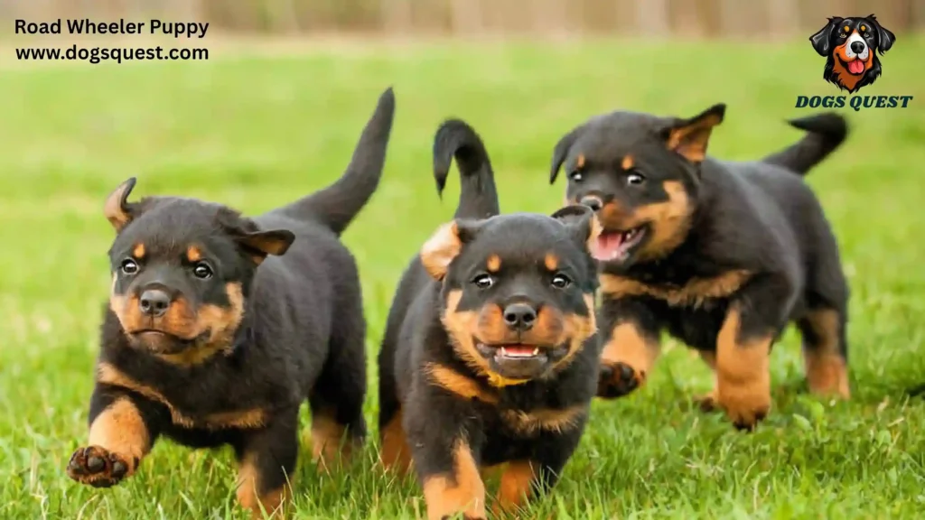 Road Wheeler Puppy