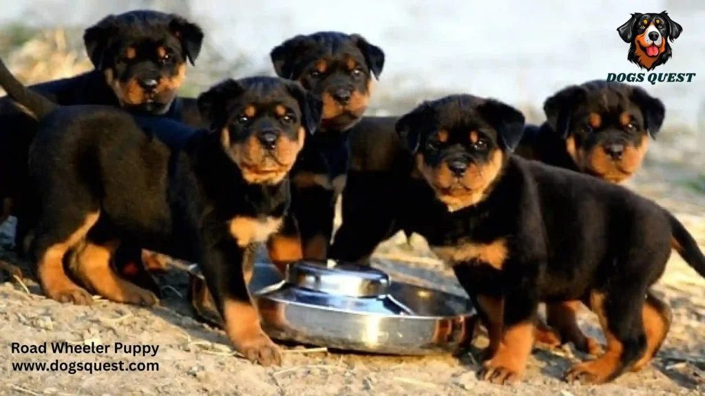 Road Wheeler Puppy